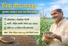 🌱 चिया सीड्स लागवड माहिती 🌱 चिया सीड्स लागवड माहिती
