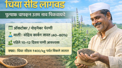 🌱 चिया सीड्स लागवड माहिती