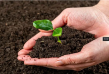 माती परीक्षण – समृद्ध शेतीची पहिली पायरी माती परीक्षण – समृद्ध शेतीची पहिली पायरी