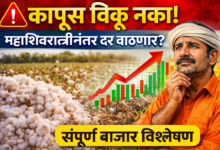 🚨 कापूस विकू नका! महाशिवरात्रीनंतर भाव वाढणार? संपूर्ण बाजार विश्लेषण 🚨 कापूस विकू नका! महाशिवरात्रीनंतर भाव वाढणार? संपूर्ण बाजार विश्लेषण