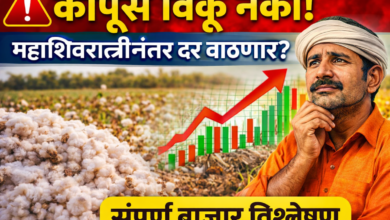 🚨 कापूस विकू नका! महाशिवरात्रीनंतर भाव वाढणार? संपूर्ण बाजार विश्लेषण