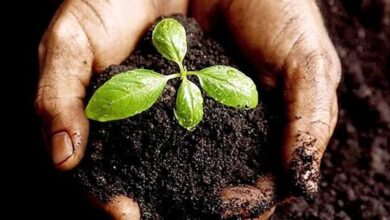 पिकांच्या उत्पादनापैकी सुमारे 60% उत्पादन मातीच्या सुपीकतेवर अवलंबून असते.